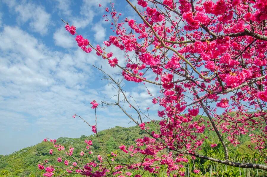 Bantianyan Ziyun Temple Cherry Blossom Forest
