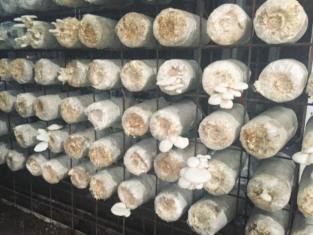 Assortment of unique mushroom products from Xinshe