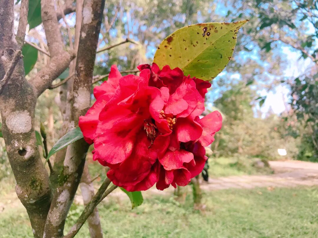Vibrant pink and white striped camellia.