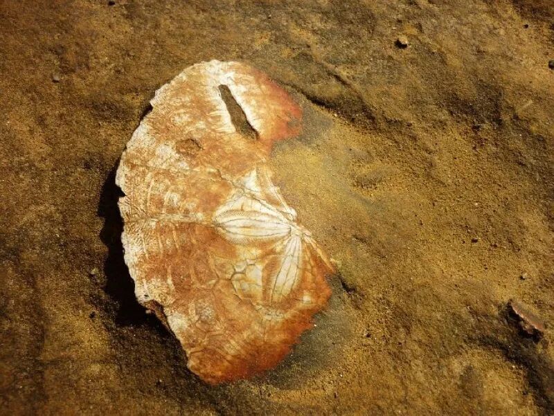 Fossilized sea urchins in sandstone