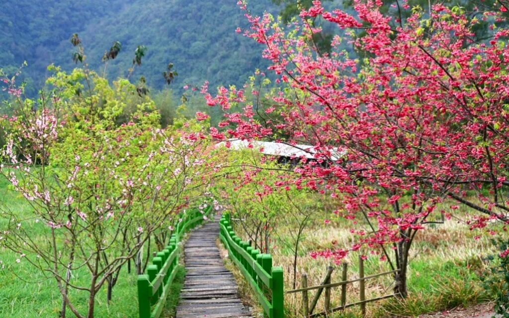 Taimali Qingshan Farm Cherry Blossom Mountain