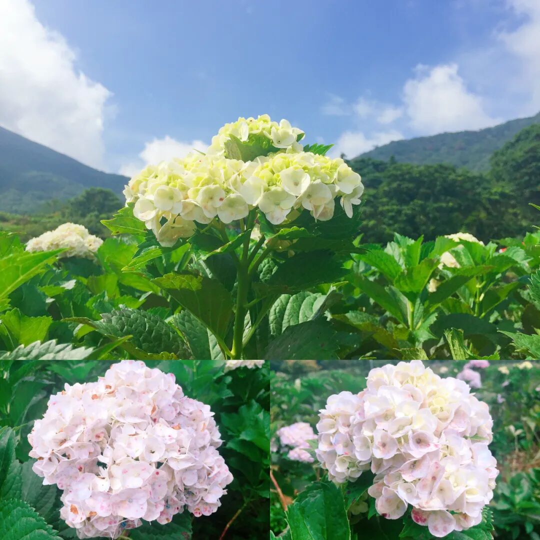 Bright pink and purple hydrangeas blooming under a sunny sky