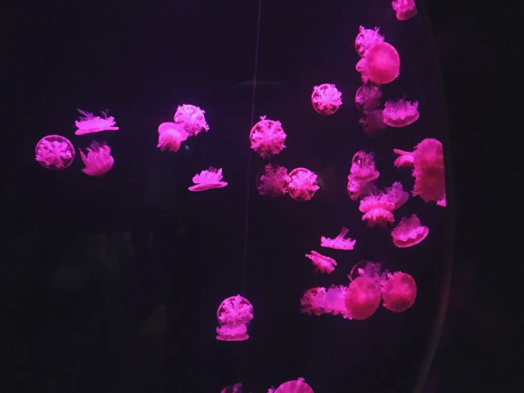 Inside the Taiwan Waters Pavilion, showing diverse aquatic life