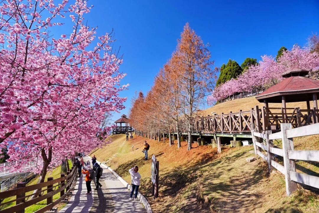 Cingjing Farm European Castle Cherry Blossoms