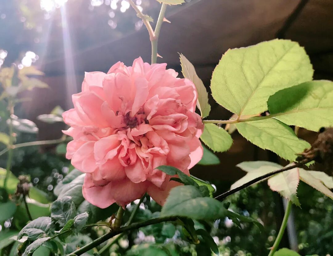 Soft pink roses with a gentle golden touch, bathed in light A charming cluster of light pink roses with subtle yellow centers