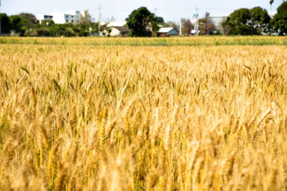 Tourists enjoying dragon art amidst Darya's golden wheat fields