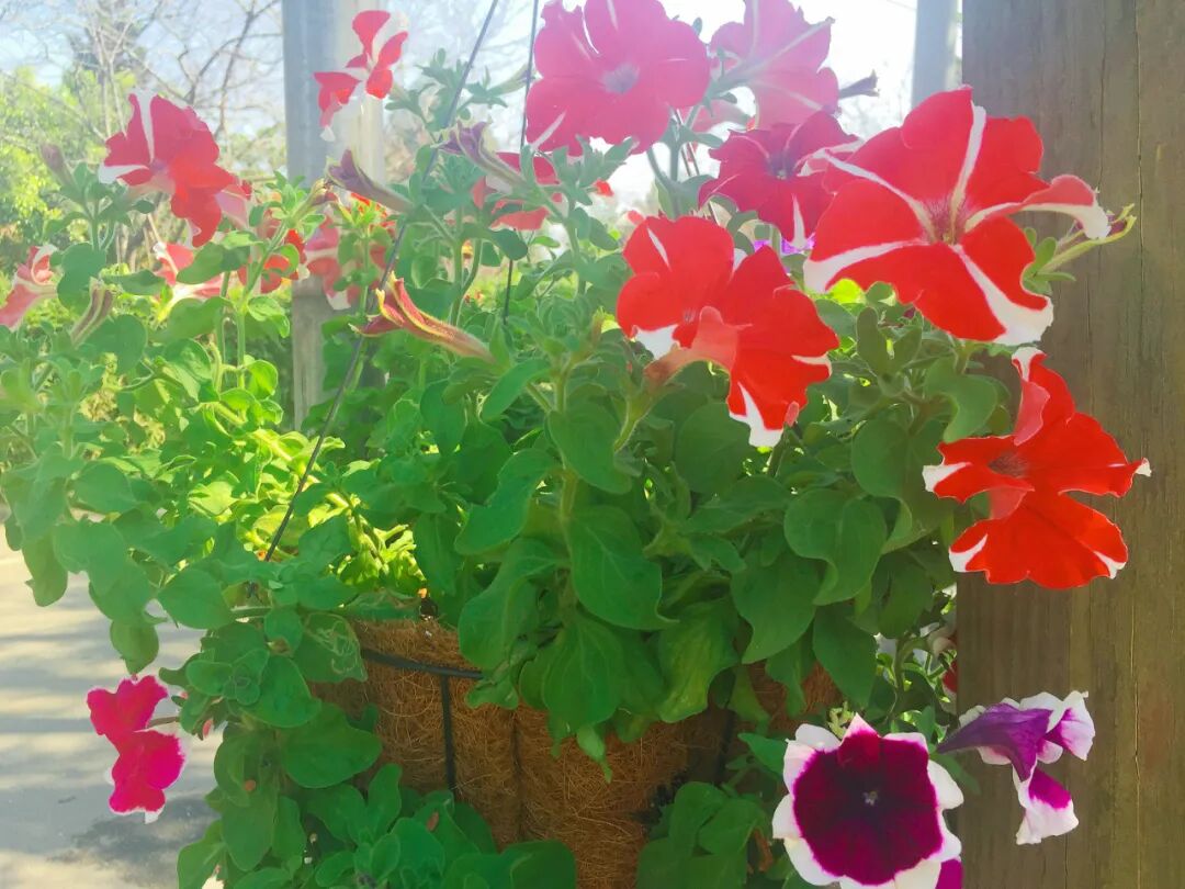 Beautiful array of colorful flowers along Xinshe roads