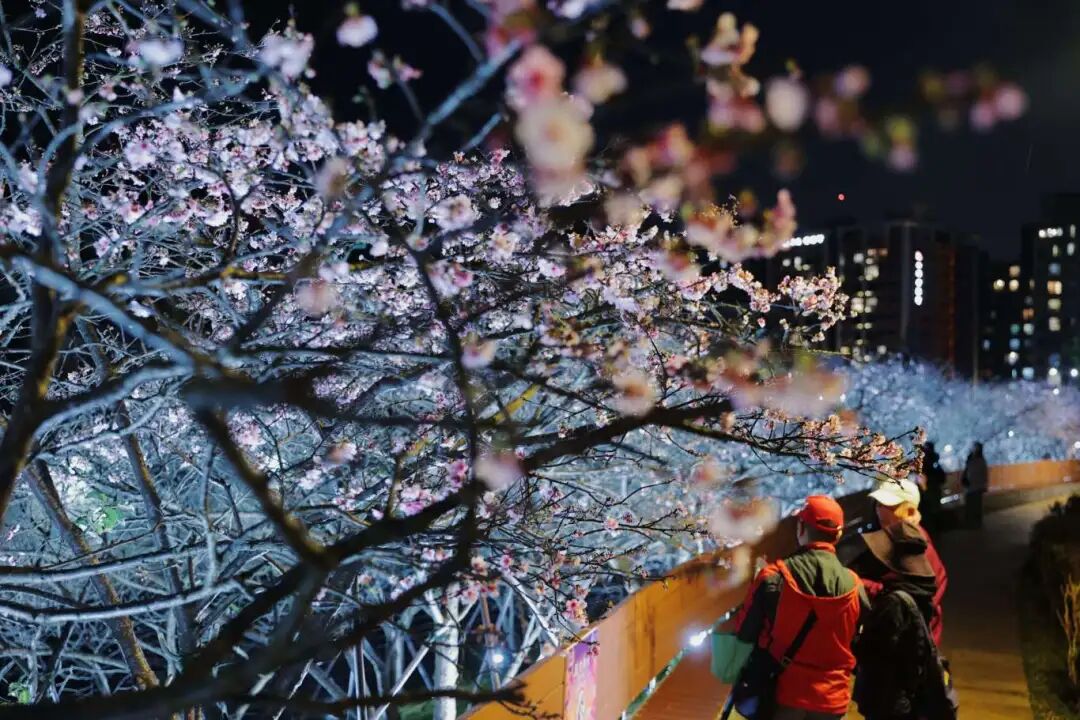 Lohas Park Night Cherry Blossoms
