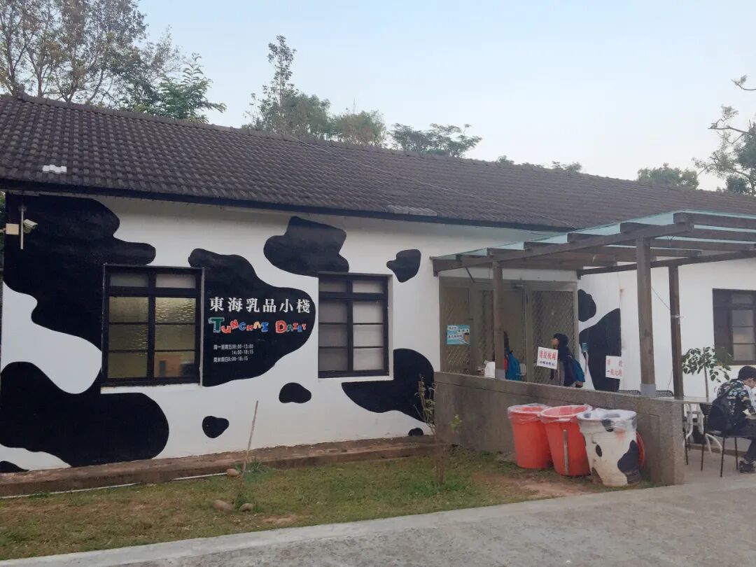 Grazing Cows at Tunghai University Dairy Farm Happy cows enjoying their day at Tunghai University's on-campus dairy farm, a unique feature.
