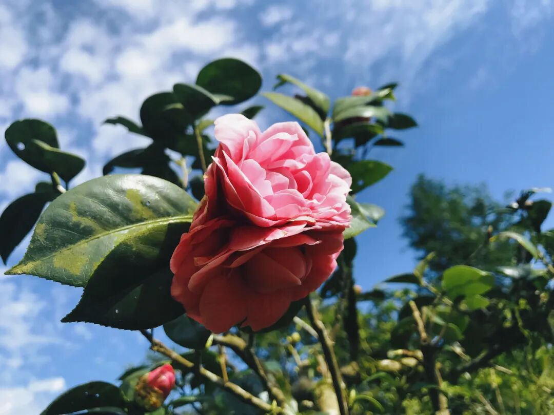 Striking red camellia with layered, showstopping petals.