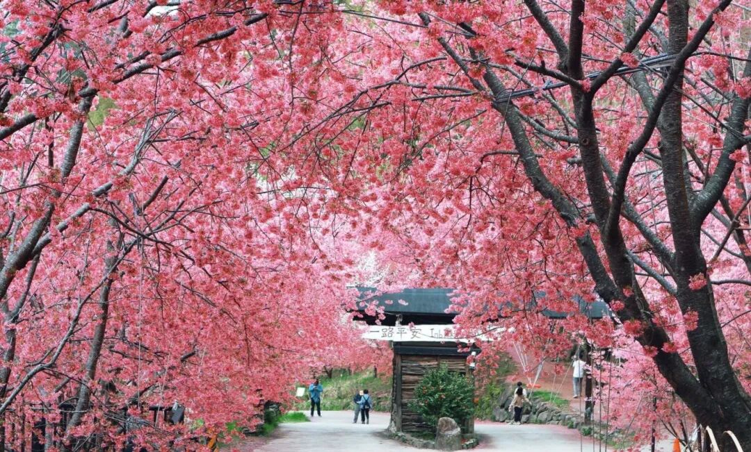 Smangus Cherry Blossoms