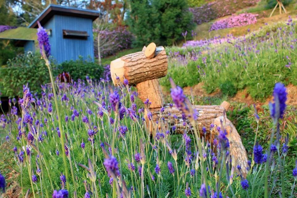 Fragrant lavender blossoms up close at the cottage