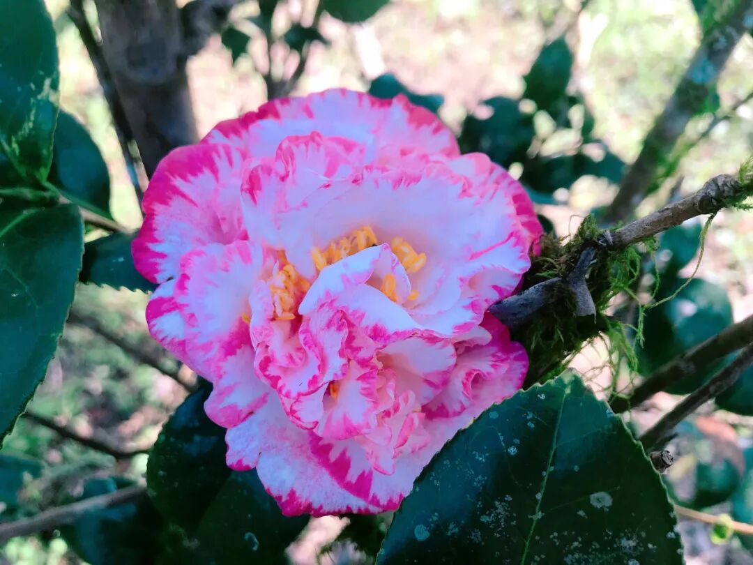Deep red camellia with densely packed petals.