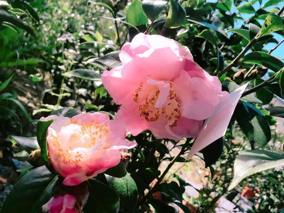 Stunning multi-layered camellia bursting with petals.