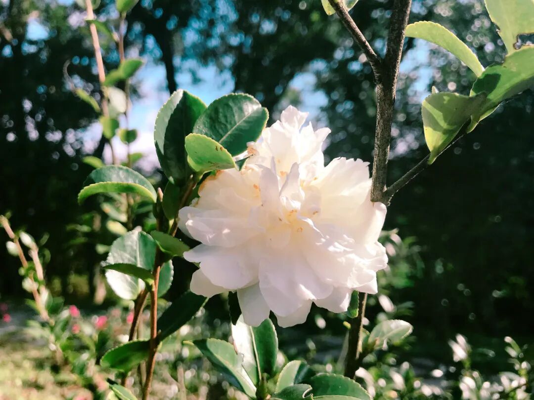 Abundant pink tea camellia flowers on multiple plants