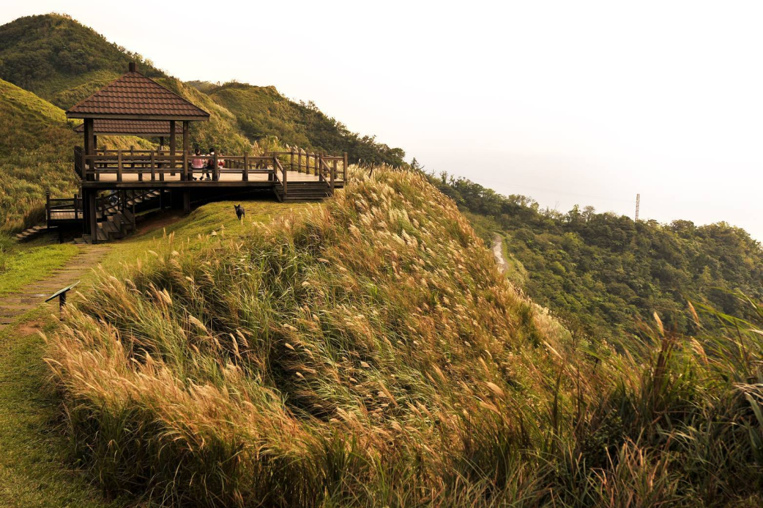 Yako Pass with silvergrass and ocean view