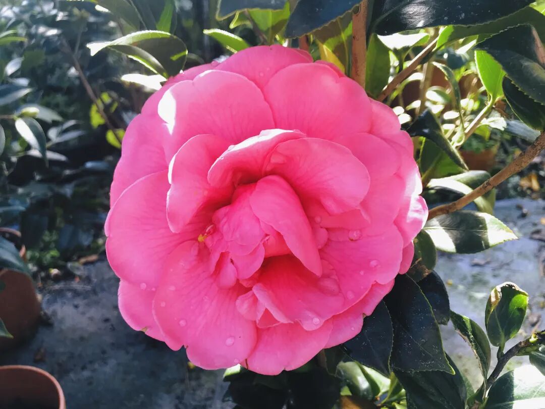 Unique pink camellia cluster with ruffled petals.