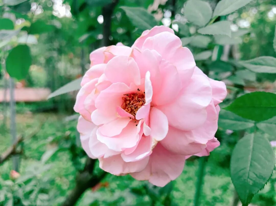 My personal favorite: the striking 'Rouge Tiger' rose with its fiery stripes A captivating 'Rouge Tiger' rose featuring striking red and yellow stripes
