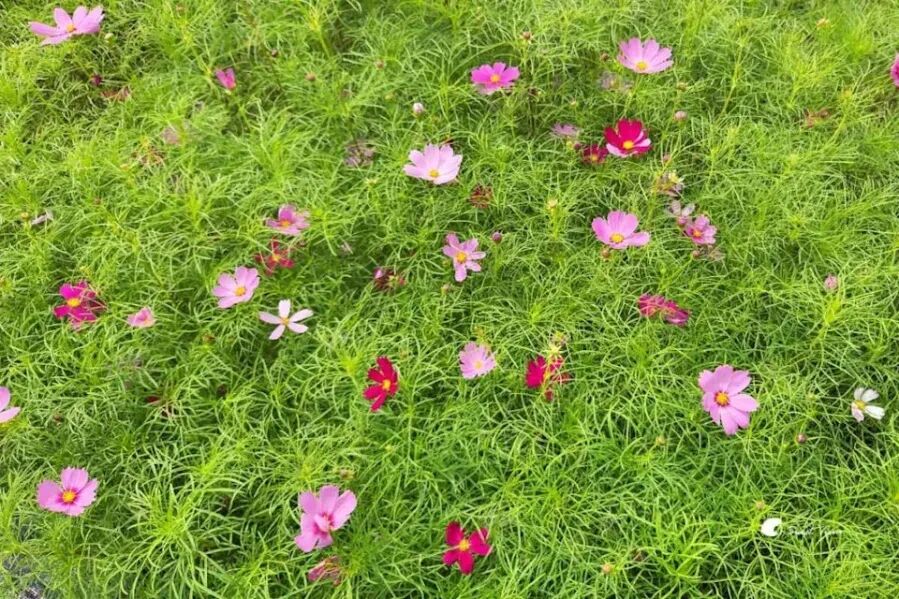 Dajia Riverside Park golden sunflower field