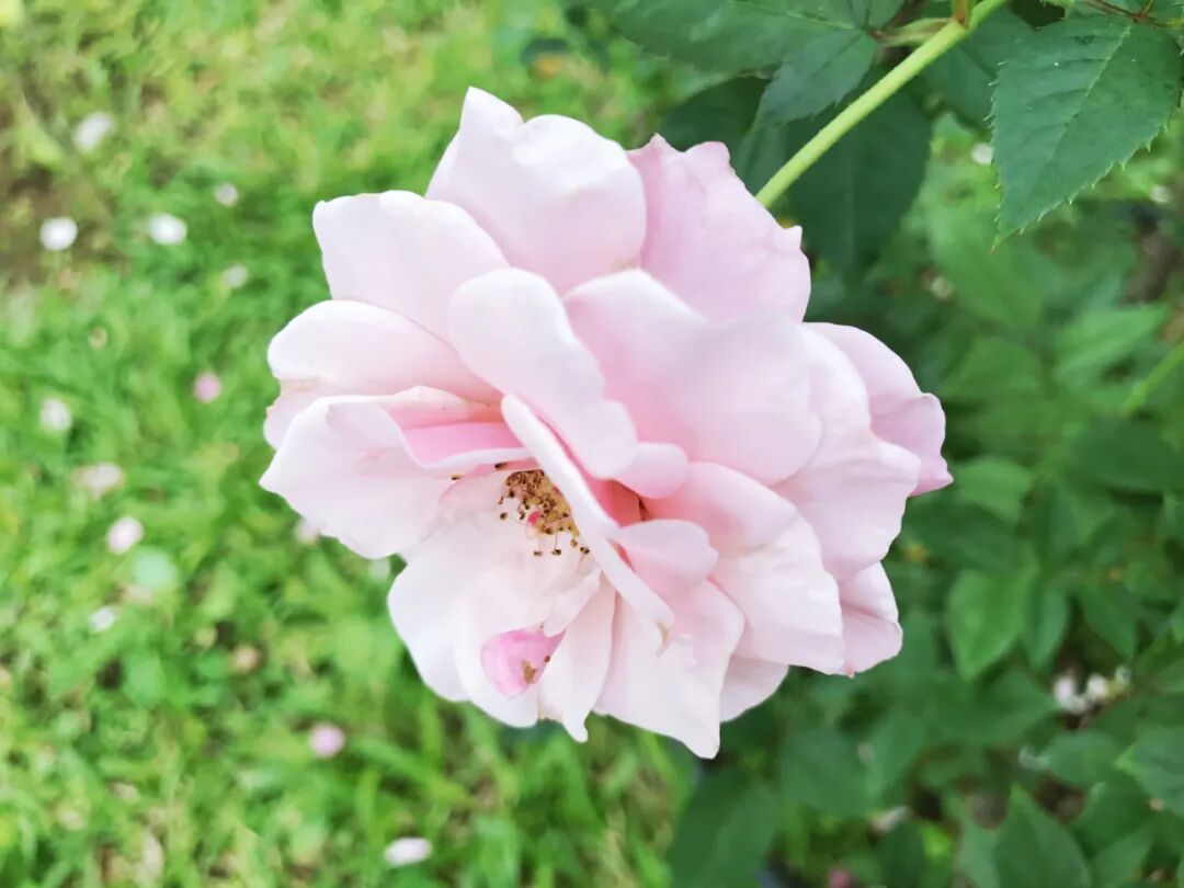 Layers of exquisite beauty: pink and cream roses in harmony Beautifully layered pink and cream roses with lush green foliage