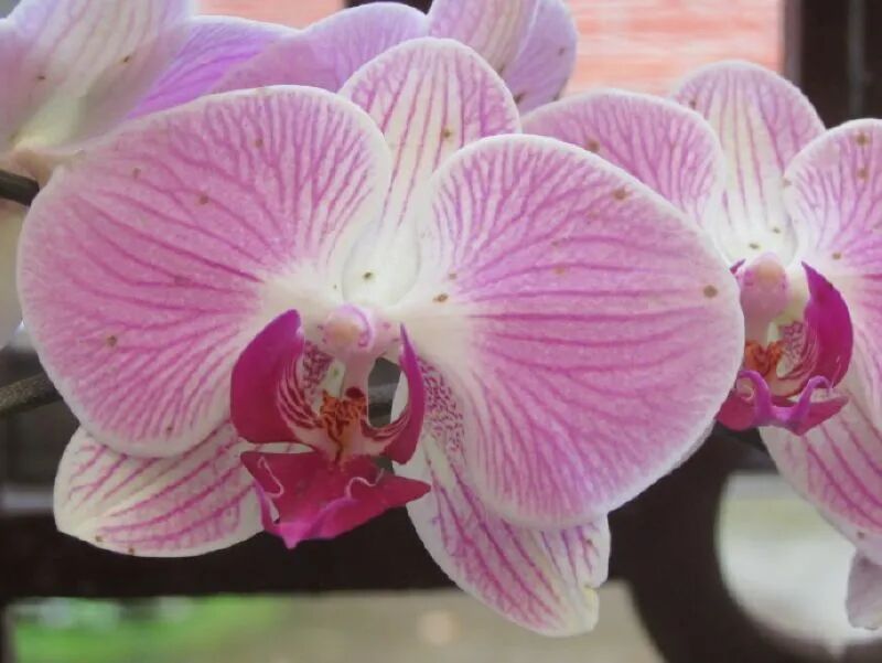 Orchids inside Xilan Pavilion