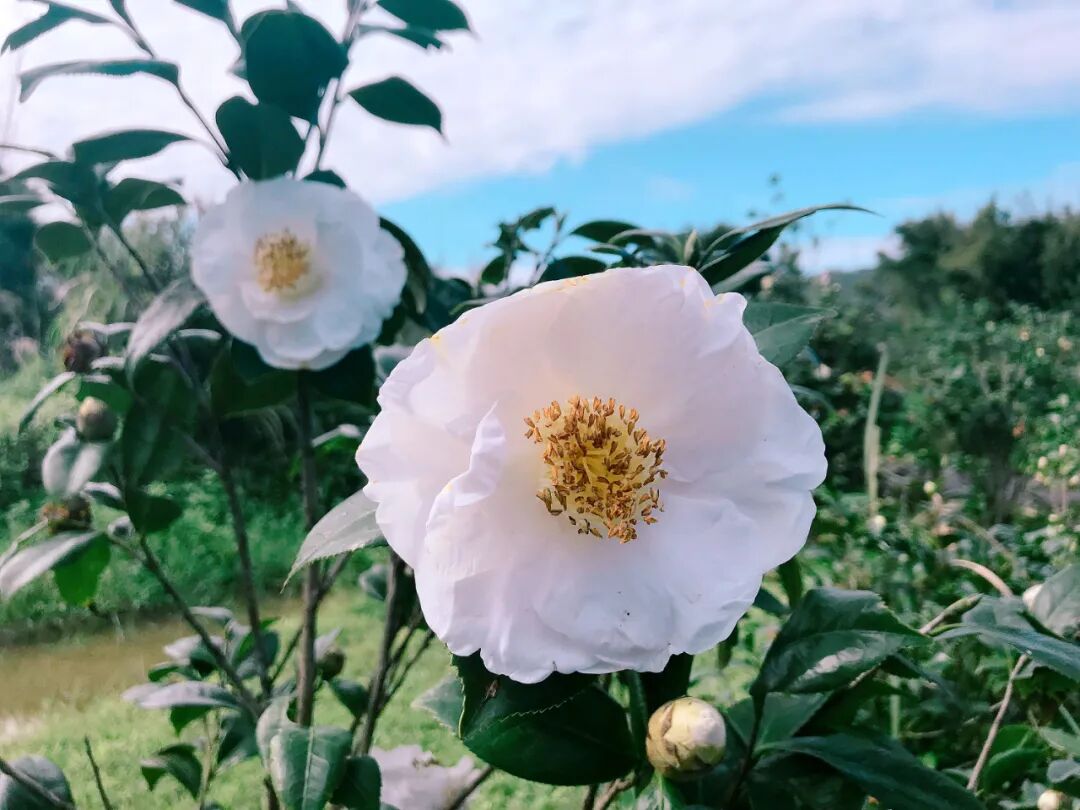 Vibrant red camellia, a classic garden beauty.