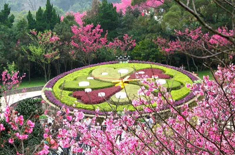 Yangmingshan Temple Cherry Blossoms