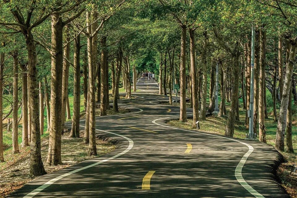 Taichung Darya golden wheat fields cycling