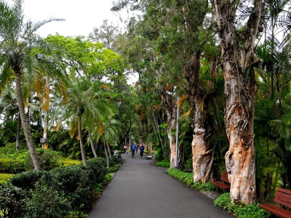 White paperbark trees lining an avenue