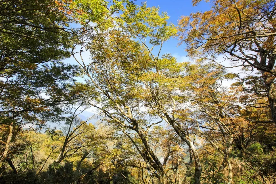 Hikers on a muddy trail surrounded by golden beech trees