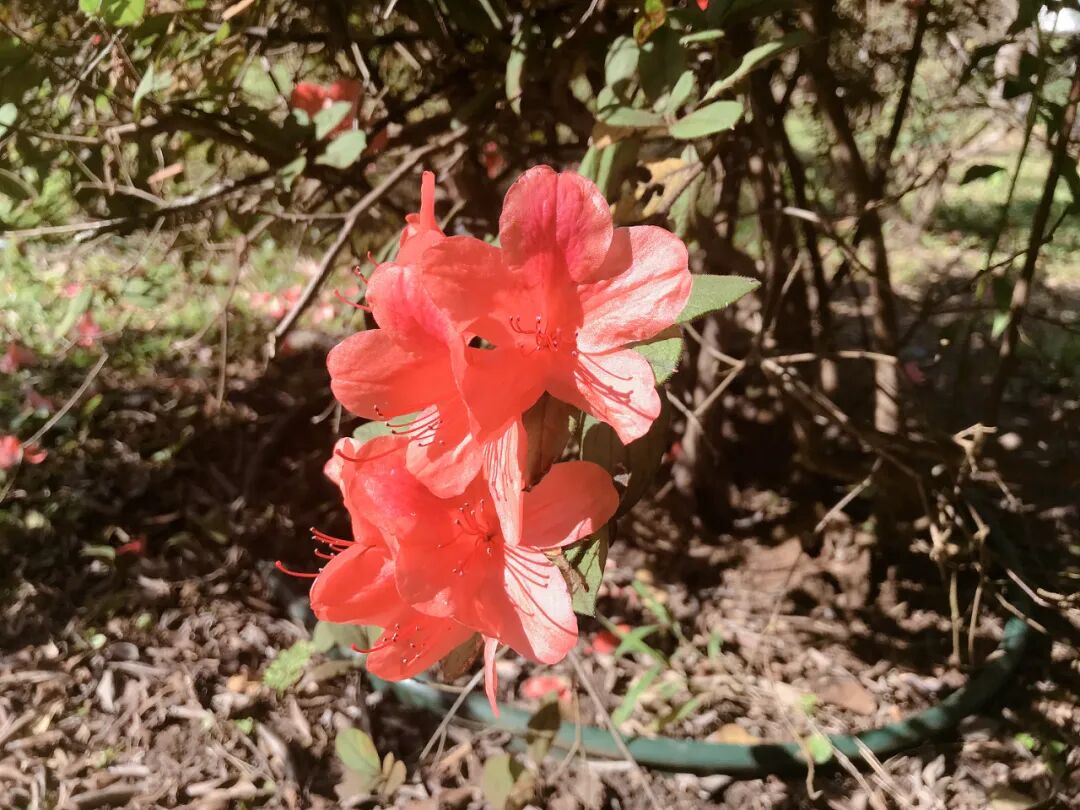 Stunning arrangement of white and pink tea camellia blossoms