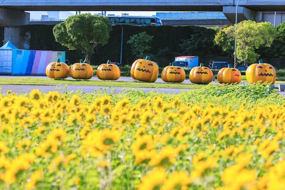 Dajia Riverside Park golden sunflower field