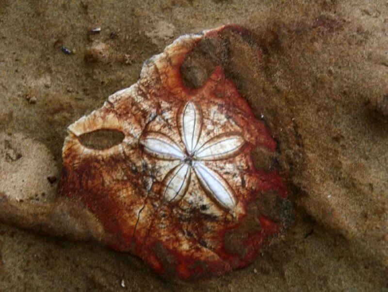 Reddish-brown sea urchin fossils