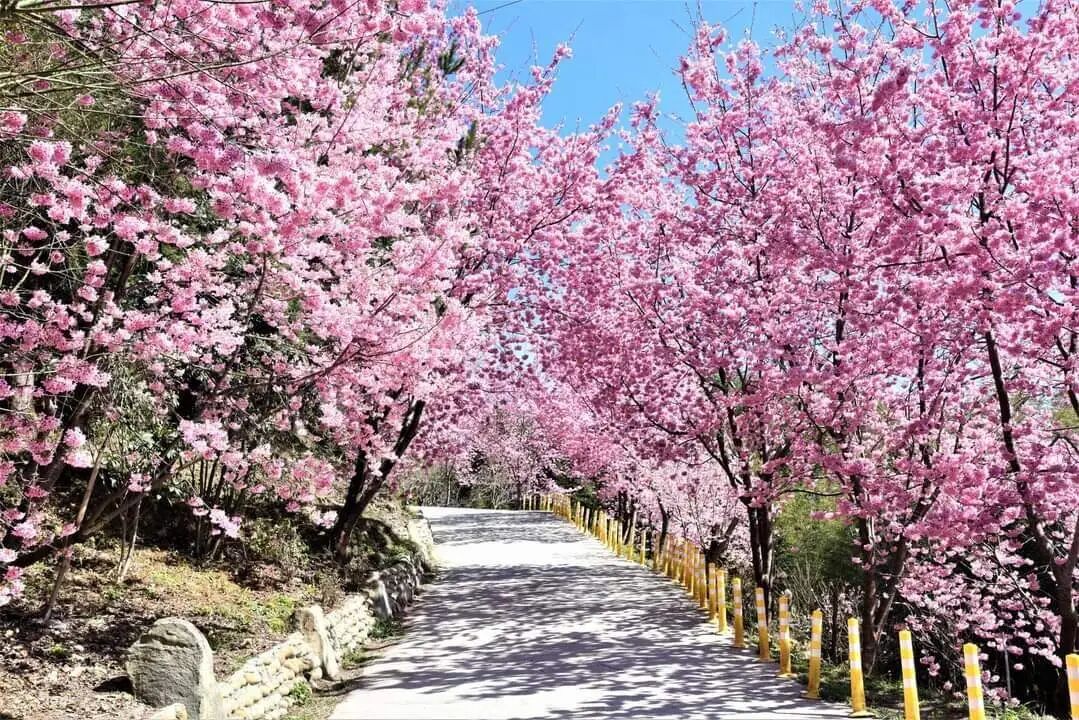 Smangus Cherry Blossom Trail