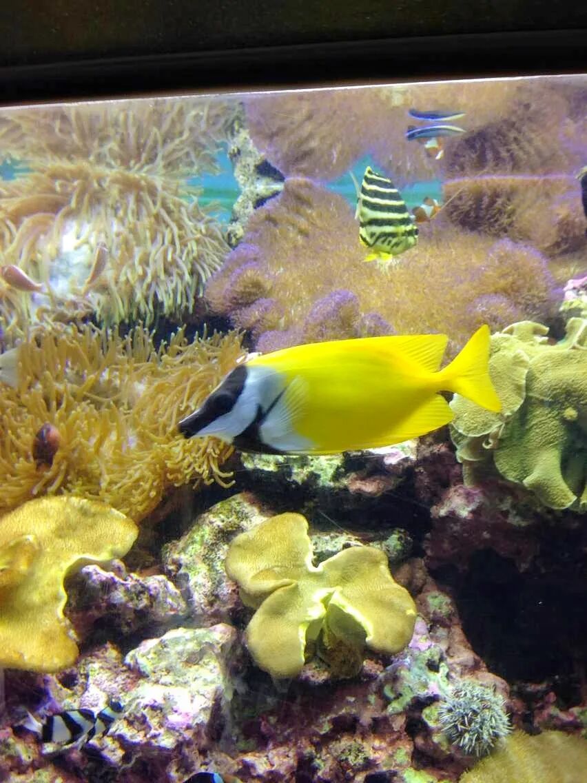 A large, flat fish blending into the sandy bottom of an aquarium tank