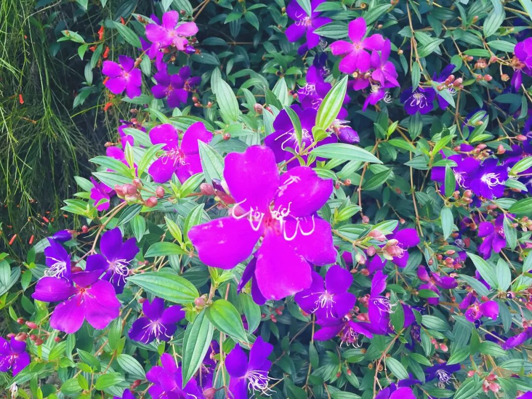 Vibrant Brazilian Spider Flowers (Glory Bush) in Xinshe