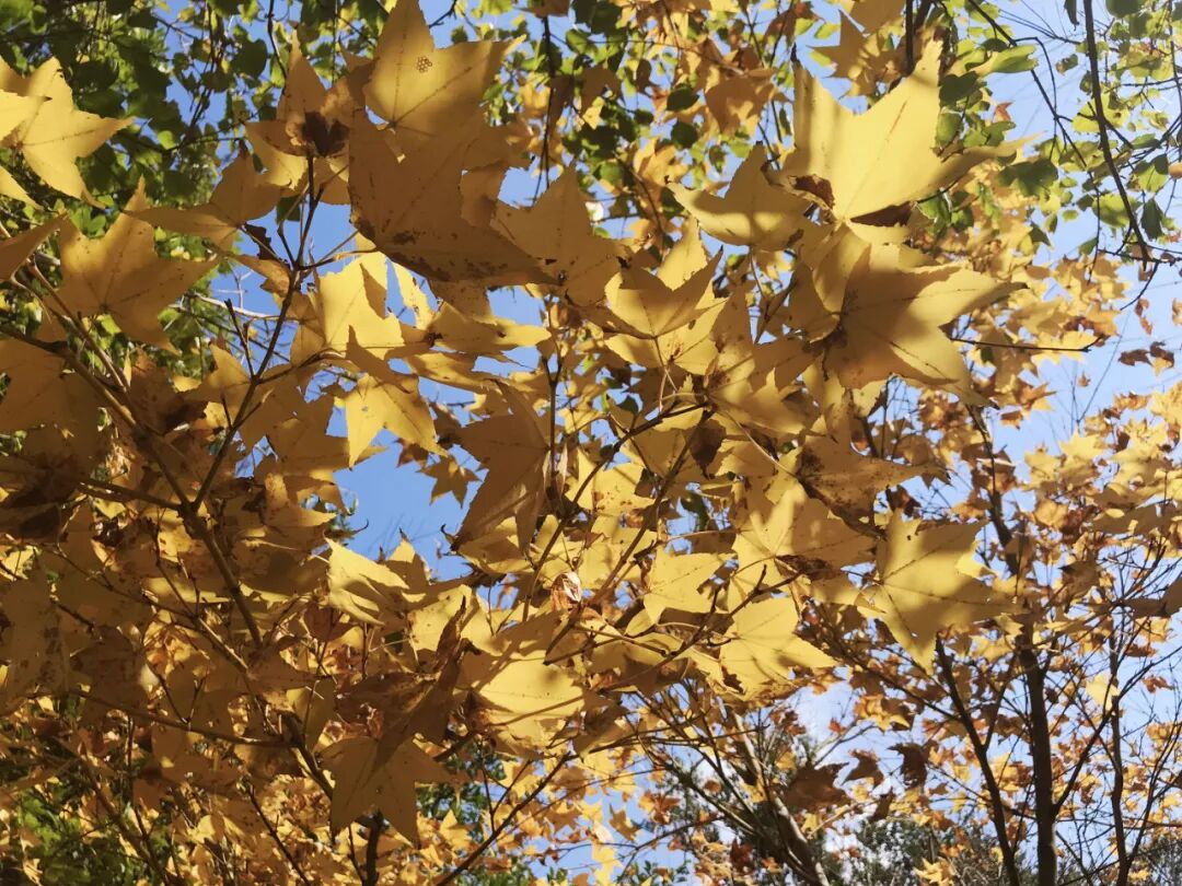 Solitary elegant white tea camellia blossom against green leaves