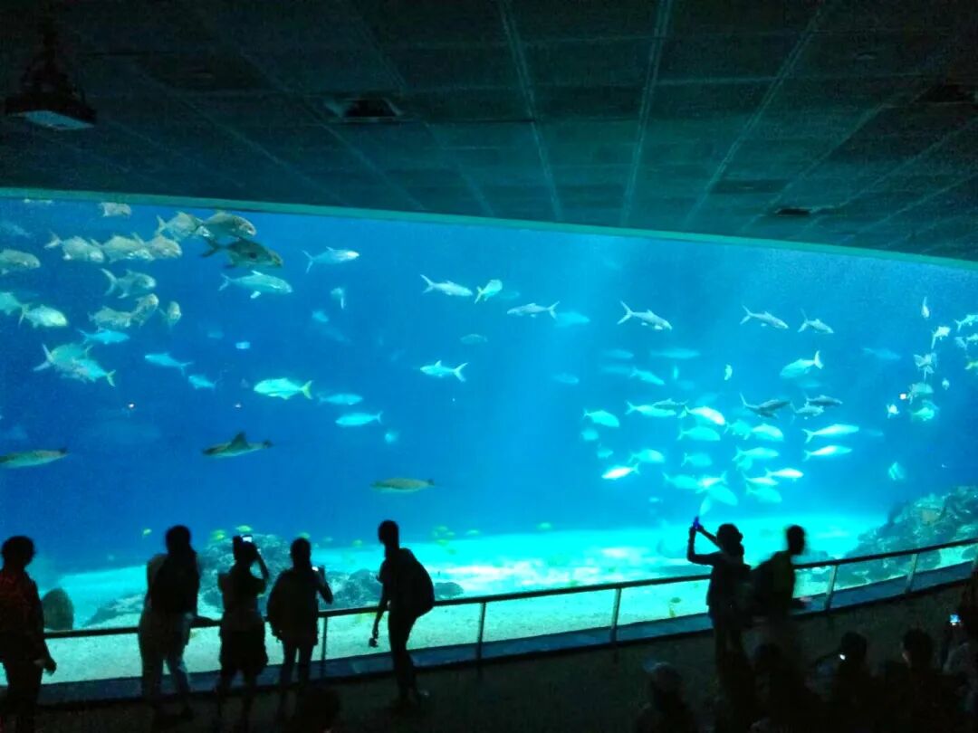 Vibrant coral reef display at the National Museum of Marine Biology & Aquarium