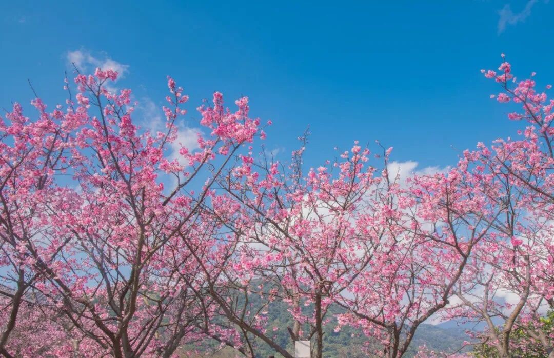 Panoramic view of Yangmingshan National Park, lush greenery and volcanic landscape in Taipei