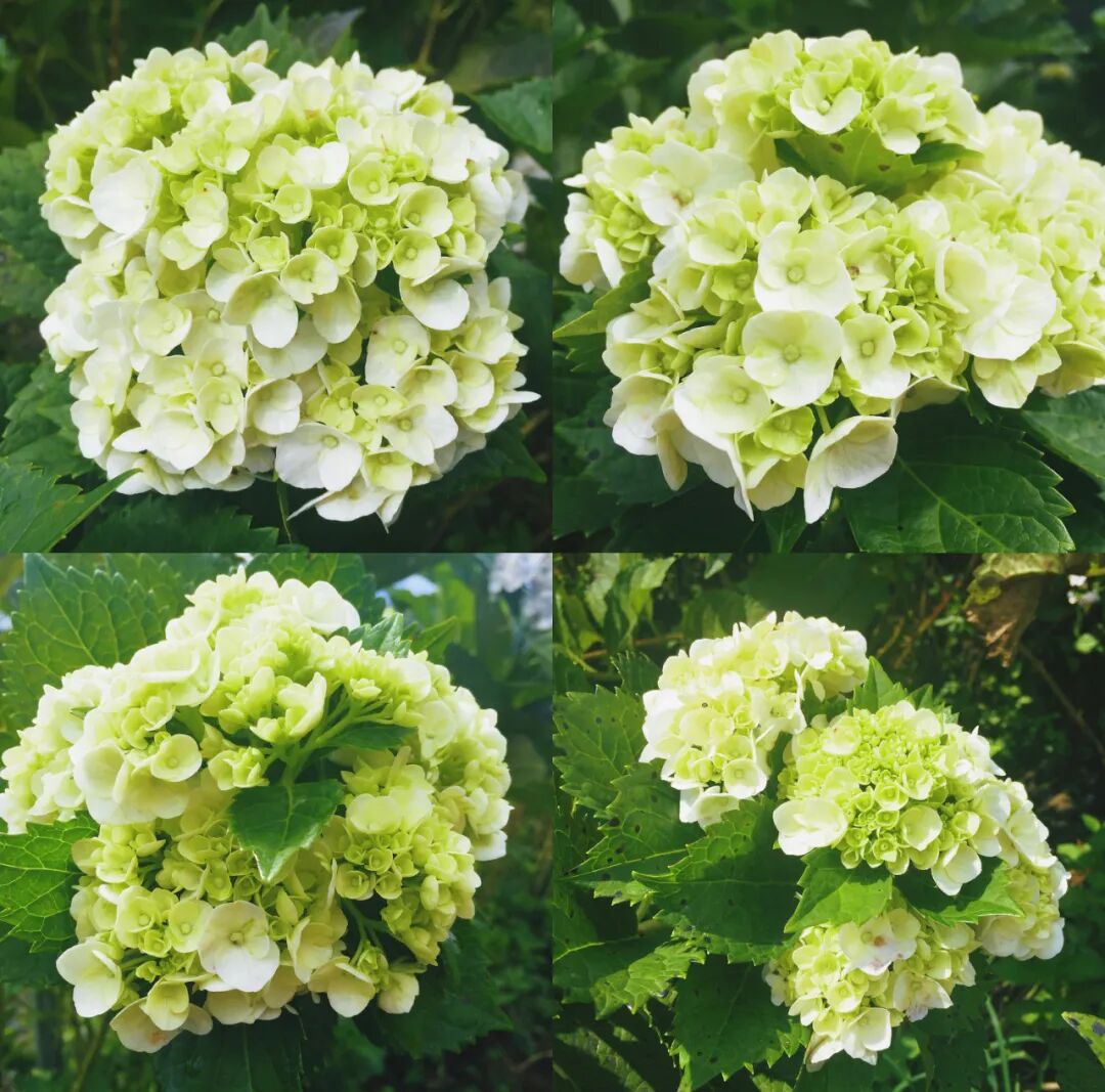 Rolling hills covered in colorful hydrangea fields with mountains in background