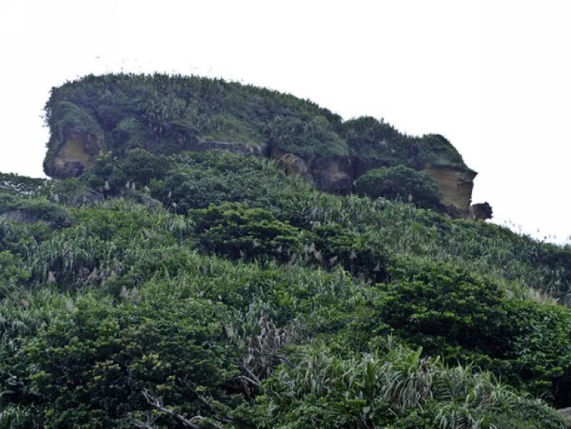 Pandanus plants along the coastline