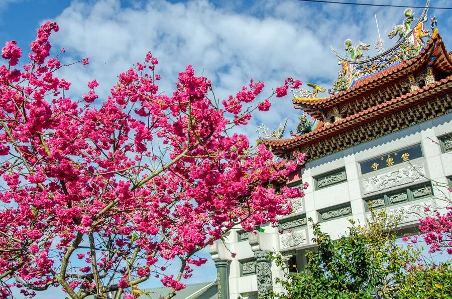 Bantianyan Ziyun Temple Cherry Blossoms