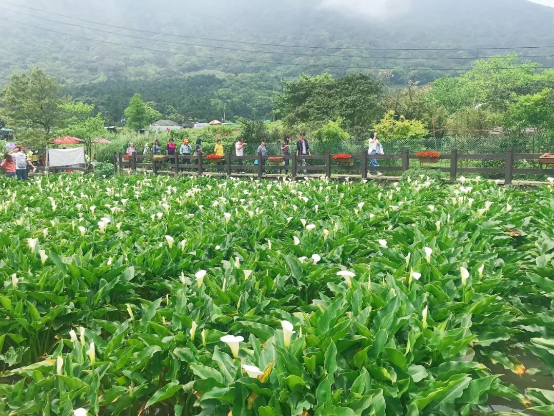 Field of pristine white calla lilies stretching towards mountains