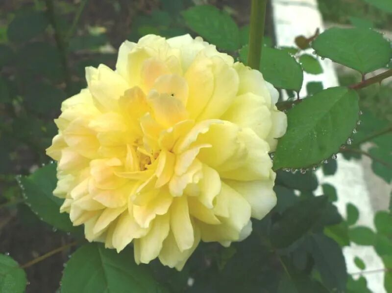 Molineux rose