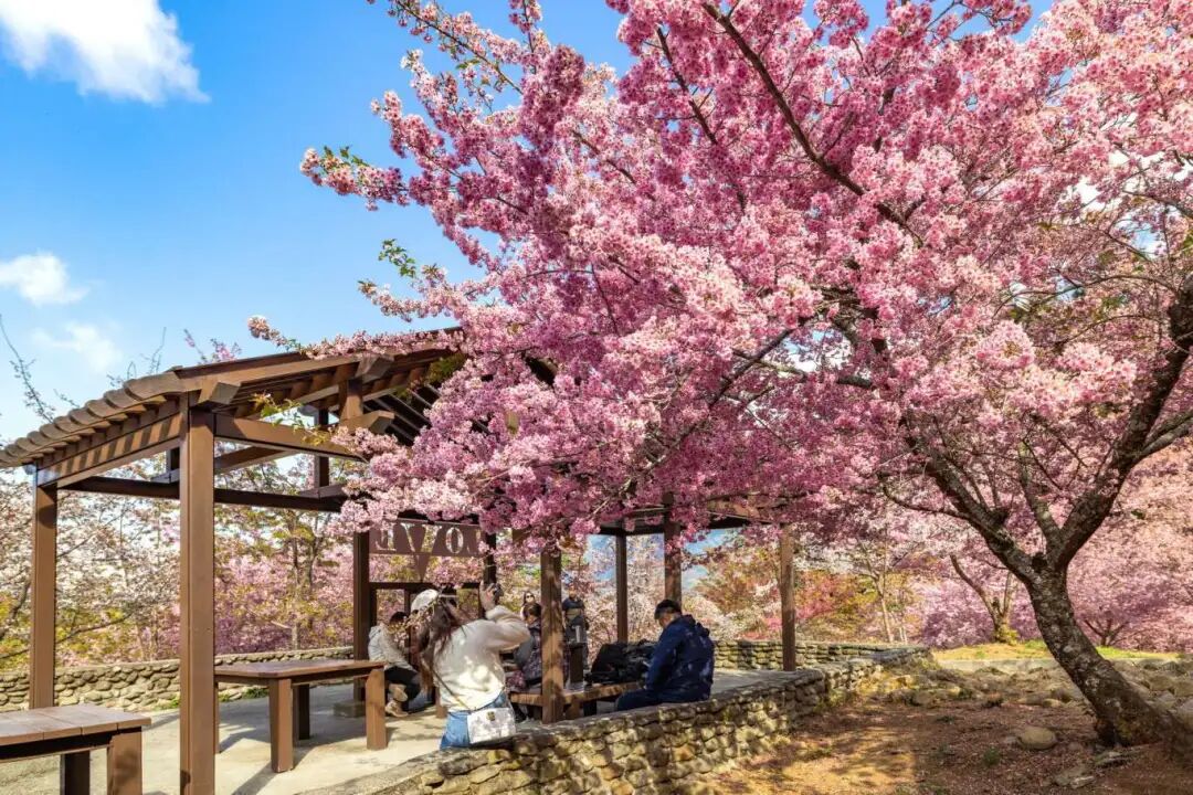 Fushoushan Farm Cherry Blossom Landscape