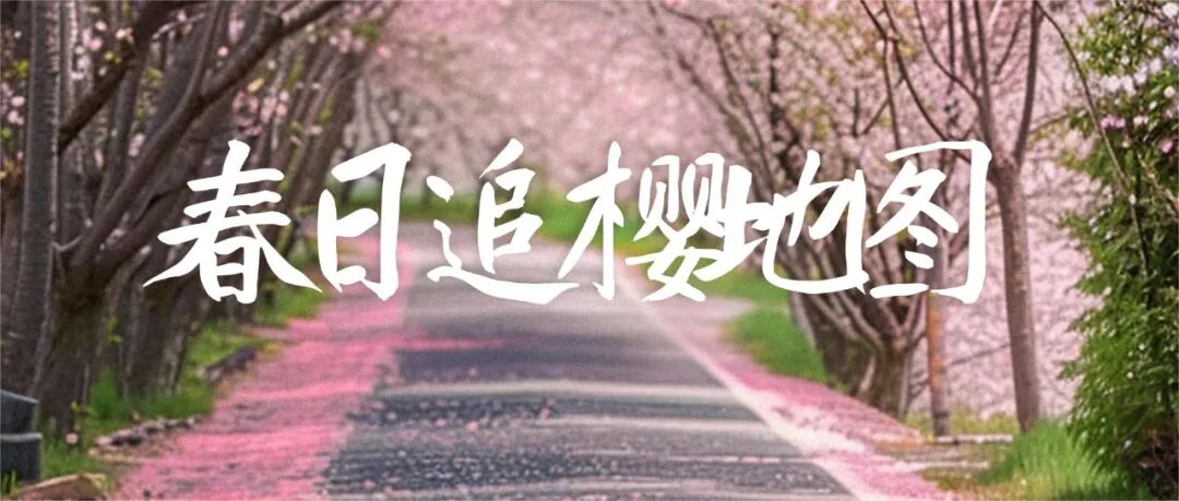 Taiwan Cherry Blossom Landscape