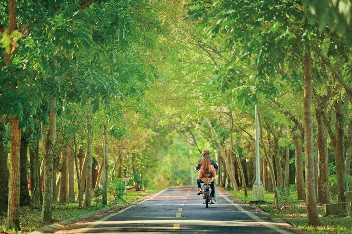 Dongfeng Bicycle Green Way tunnel of trees