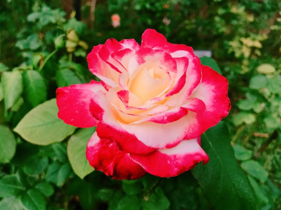 The intense, captivating color of a fuchsia rose A close-up view of a deep fuchsia rose, rich in color and texture