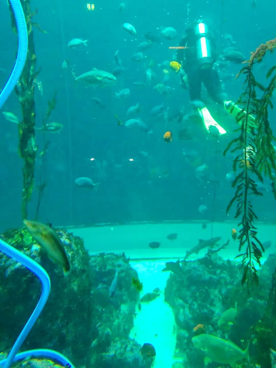 Diverse marine fish swimming in a large aquarium tank, creating a lively underwater scene