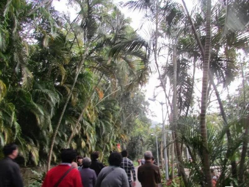 Symmetrically planted trees